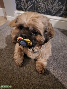 shih tzu stud Listing Image