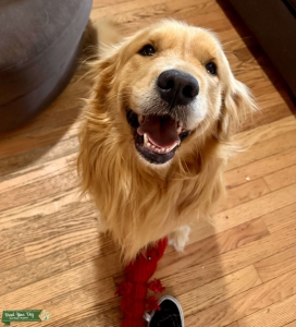 Golden Retriever AKC Stud Listing Image
