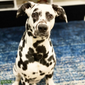 Male Dalmatian looking for a bride  Listing Image