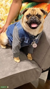 Apricot pug stud  Listing Image