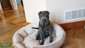 Pure Blue Chinese Shar Pei  female with AKC papers Listing Image