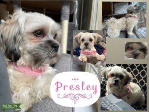 Gorgeous Shih Poo Female to breed Listing Image