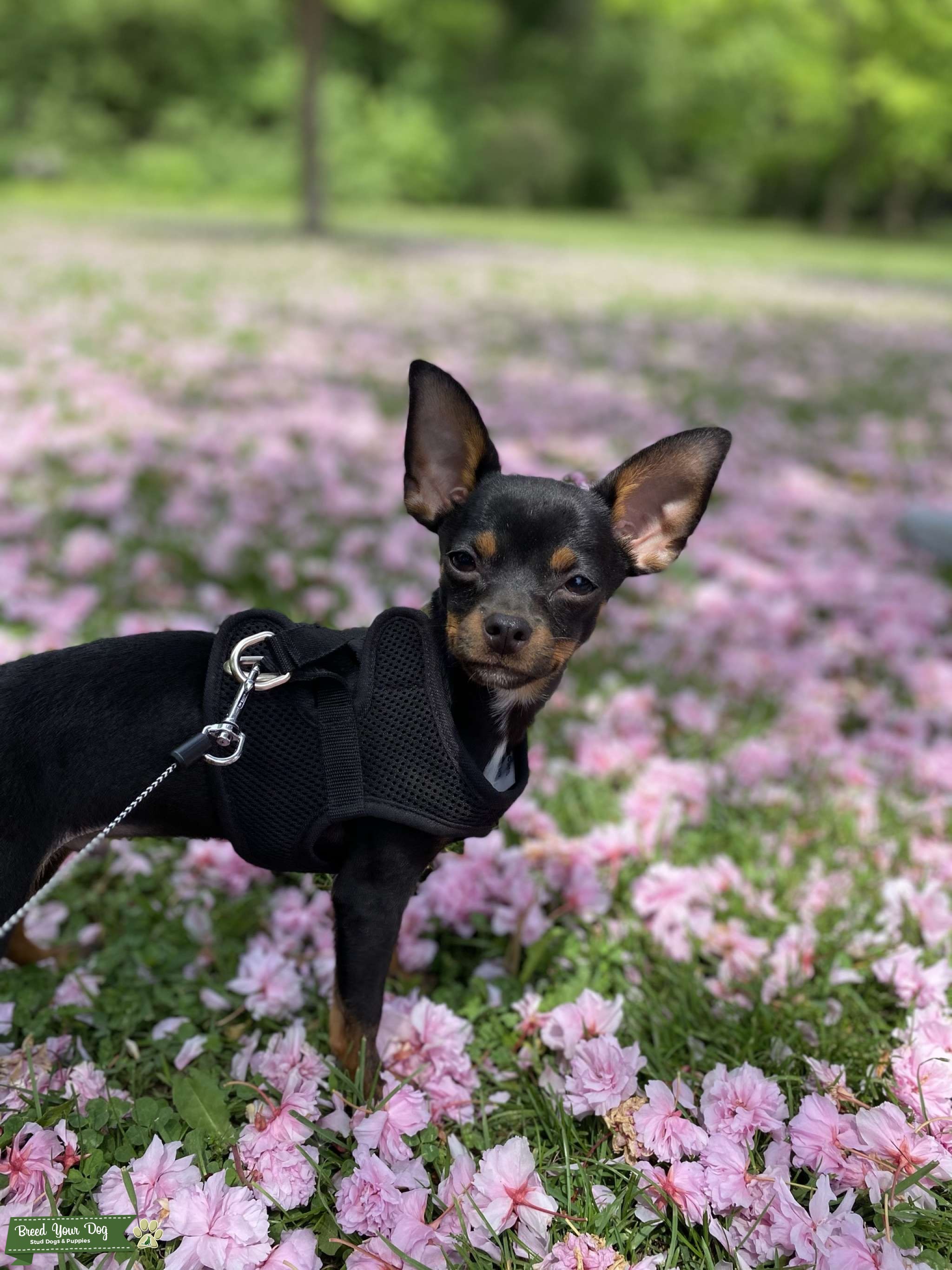 STUD TEA CUP CHIHUAHUA Stud Dog in Toronto, Australia Breed Your Dog