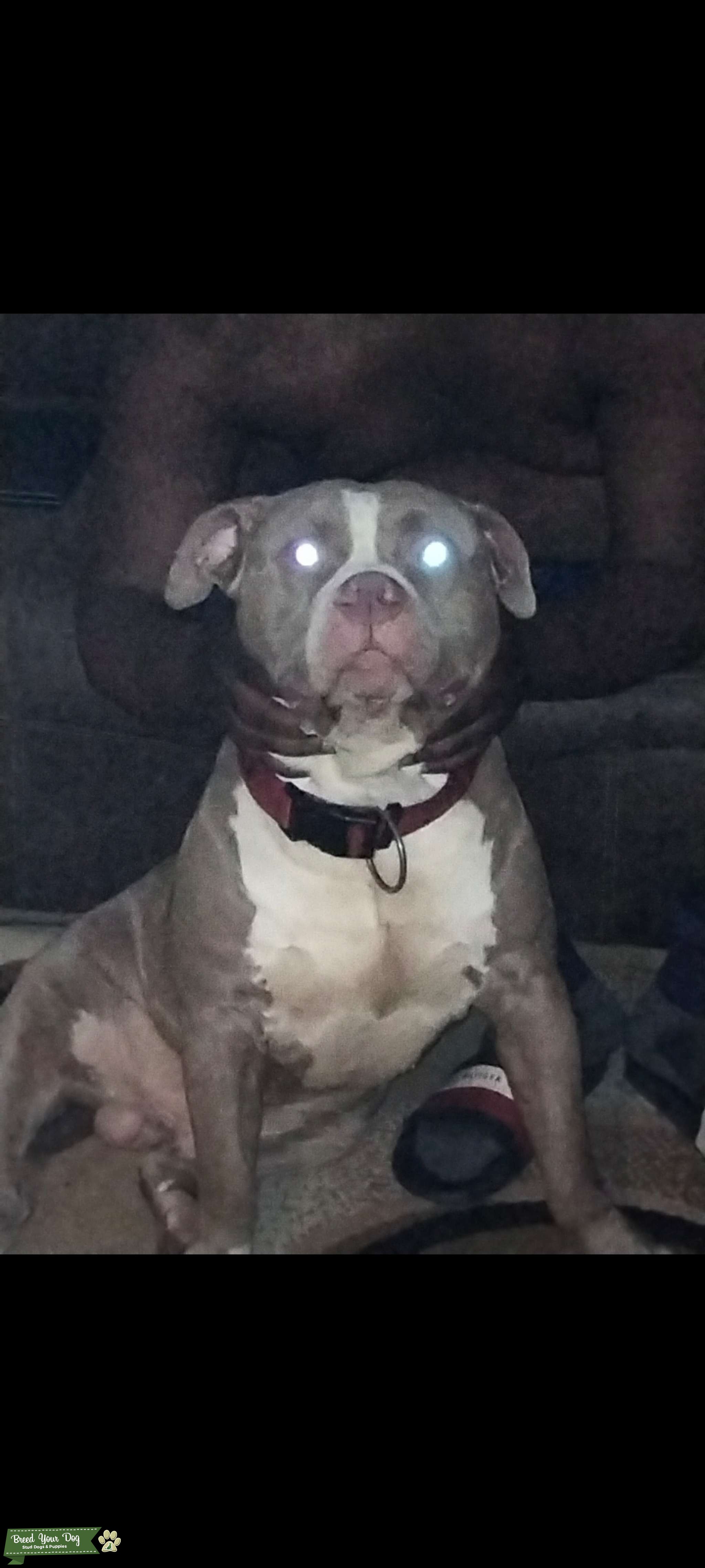 Stud fees 800 Stud Dog in MO, the United States Breed Your Dog