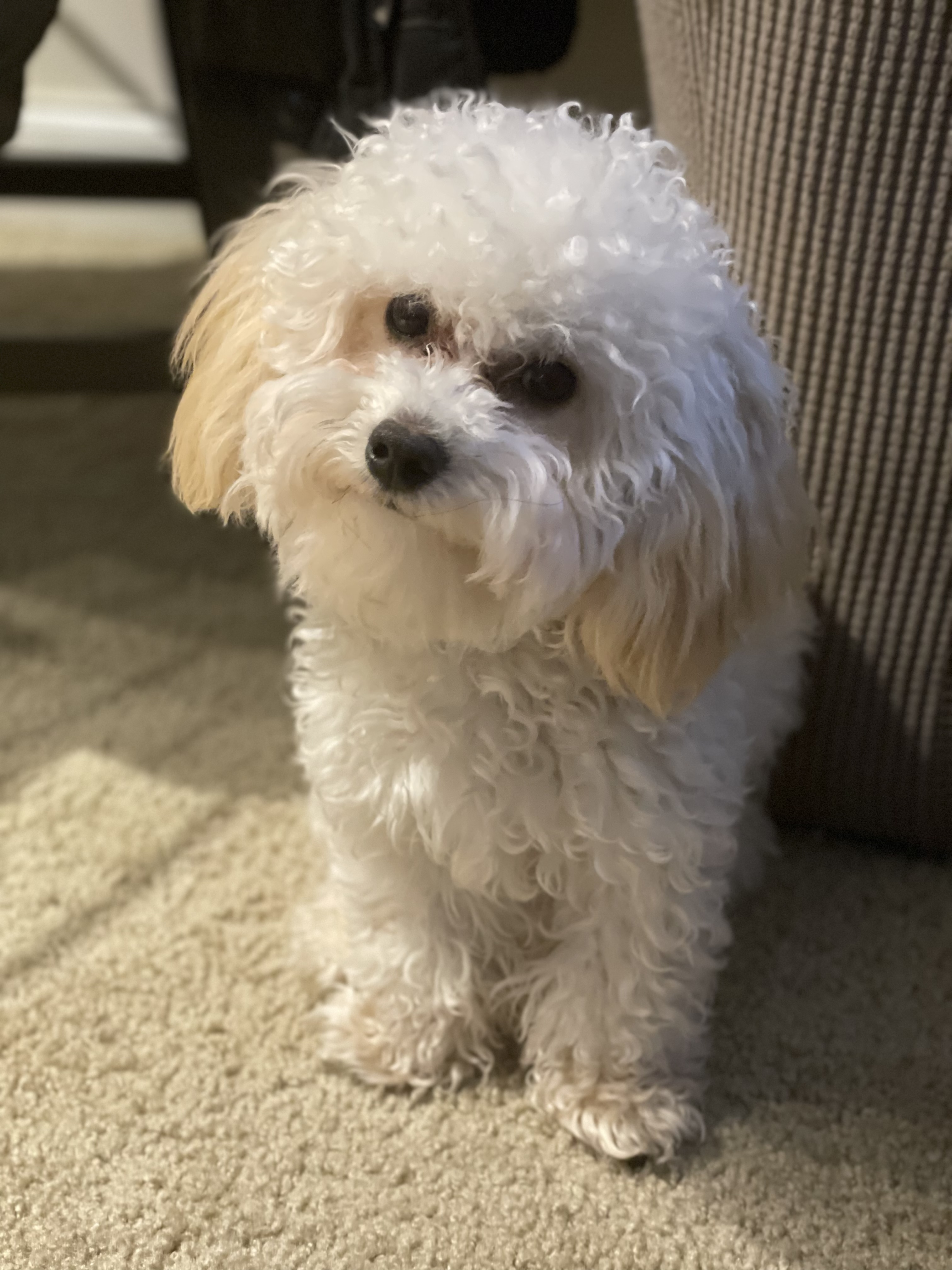 Adorable 1 Year Old Maltipoo Stud Dog in Northeast, the United States