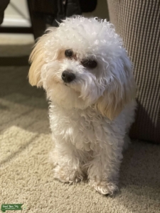 Adorable 1 Year Old Maltipoo Listing Image