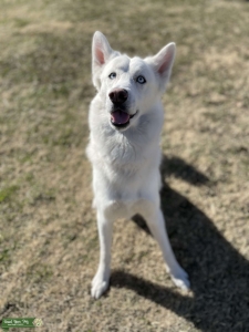 Husky Stud Listing Image
