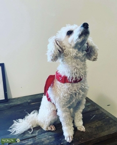 Toy poodle, white, stud  Listing Image