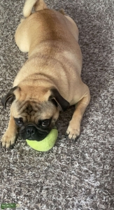 Pug Stud Listing Image