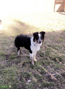 Red Tri Australian Shepherd Listing Image