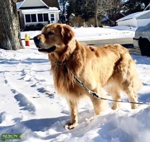 Golden Retriever Stud Listing Image