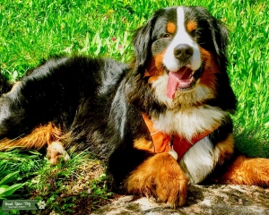 Bernese Mountain Dog Listing Image