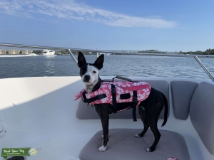 Chi mix Stud wanted Listing Image
