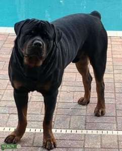 Big boy looking for a mate! Listing Image