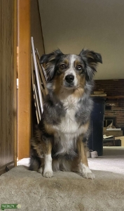  Australian Blue merle Female Listing Image