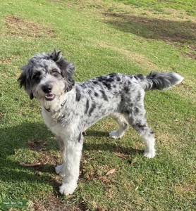 Aussie doodle Stud !!!  Listing Image