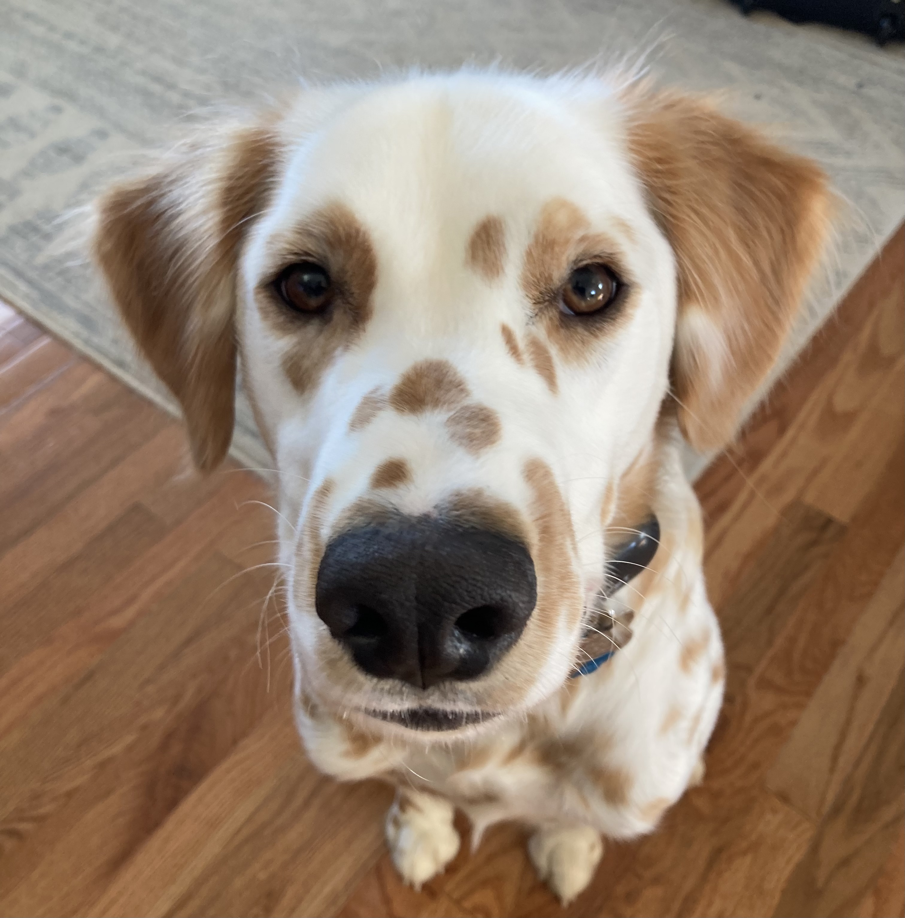 Lemon Dalmatian Puppies Long Haired Dalmations Lemon Dalmatian