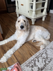 Looking for a bitch to breed with golden doodle stud Listing Image