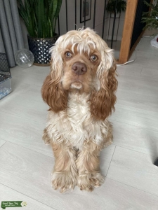 American Cocker Spaniel Stud Listing Image