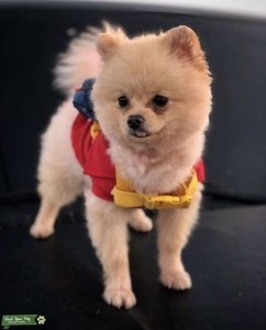 Orange sabel TEDDY Pomeranian import  top  (STUD) Listing Image