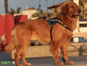 Golden Retriever AKC stud dog Listing Image