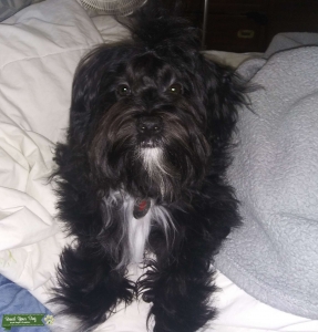 Morkie male. Stud Listing Image