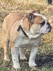 Pure Breed English Bulldog .. AKC Certified Listing Image