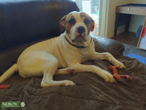 2 Yr Old Male American Johnson Bulldog, White w/ Brown markings Listing Image