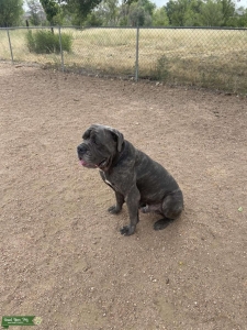 Blue Brindle Stud Listing Image