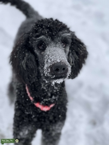 Beautiful phantom poodle Listing Image