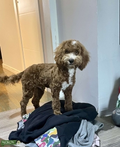 Lovable Cockapoo Stud Listing Image