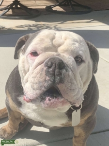 TRI-COLOR BLUE/FAWN/WHITE ENGLISH BULLDOG Listing Image