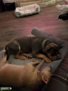 Blue Tri Color Bully Listing Image