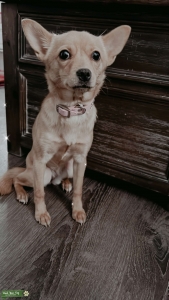 Pomchi Looking For Mate Listing Image