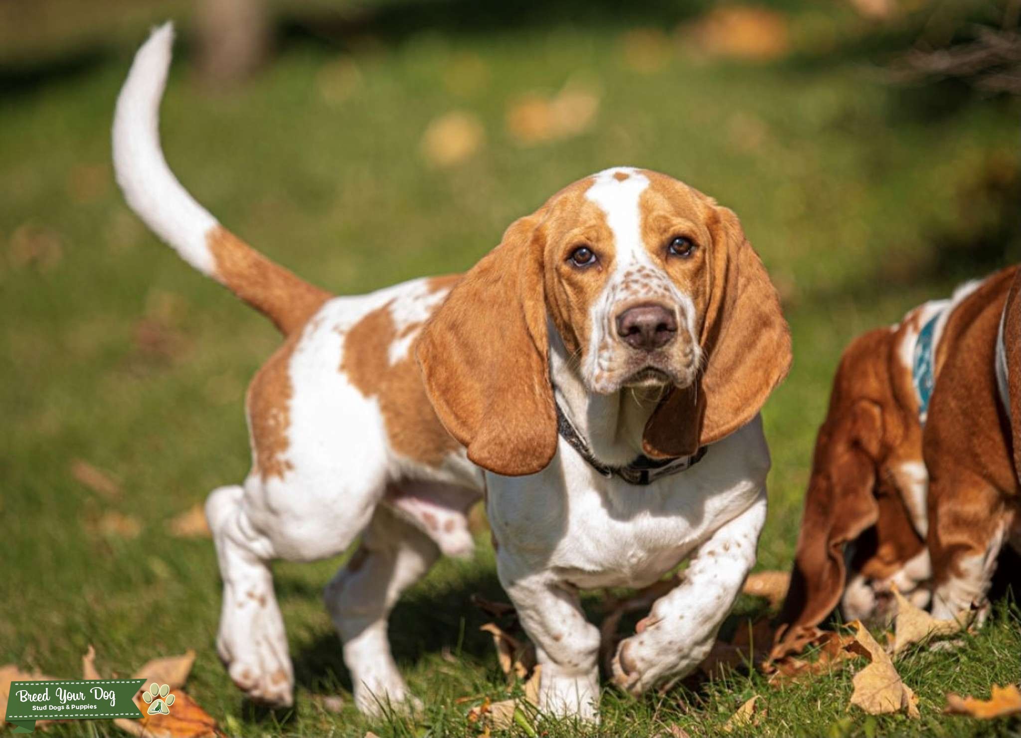 Handsome Basset Hound Stud Dog in Shelburne, Ontario, Australia