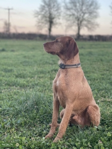 Hungarian Vizsla (Wire-Haired) Stud Listing Image