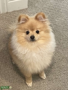 Cream/white 6 pound Pomeranian Listing Image