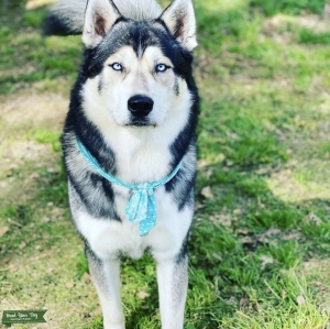 Husky stud available  Listing Image