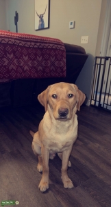 Yellow Lab Listing Image