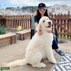 F1 Handsome Goldendoodle standard size VA Listing Image