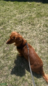 Dachshund Red Longhair  Listing Image