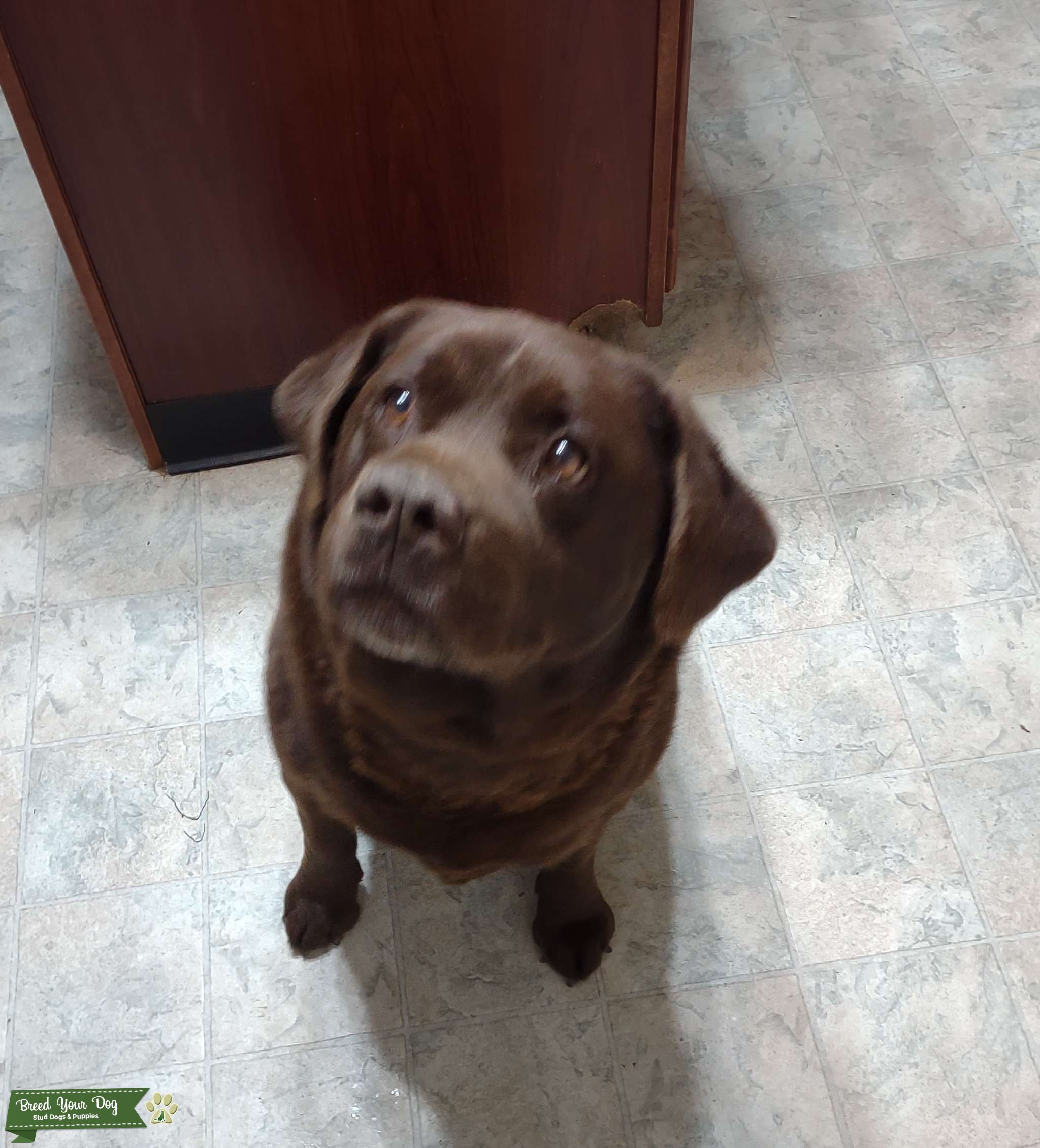 English Blockhead Labrador Retriever Stud Dog in Virginia, United