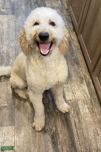 Proven 50 pound Goldendoodle stud  Listing Image
