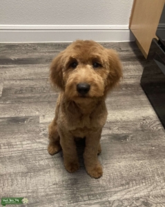 Mini Golden doodle Stud Listing Image