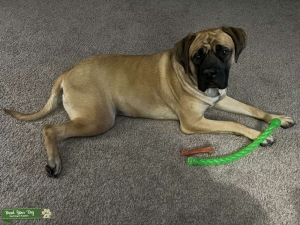 Apricot English Mastiff looking for a brindle stud Listing Image