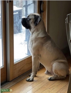 The Gentle Giant Listing Image