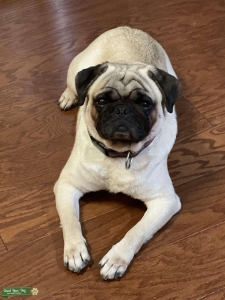 New AKC Stud on the Block  Listing Image