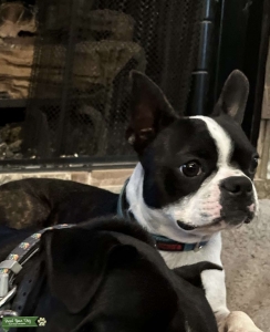 Boston Terrier Stud  Listing Image