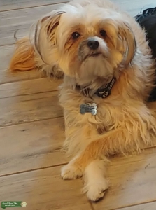 Mini Aussiedoodle Listing Image