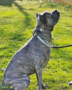Cane Carso stud available  Listing Image